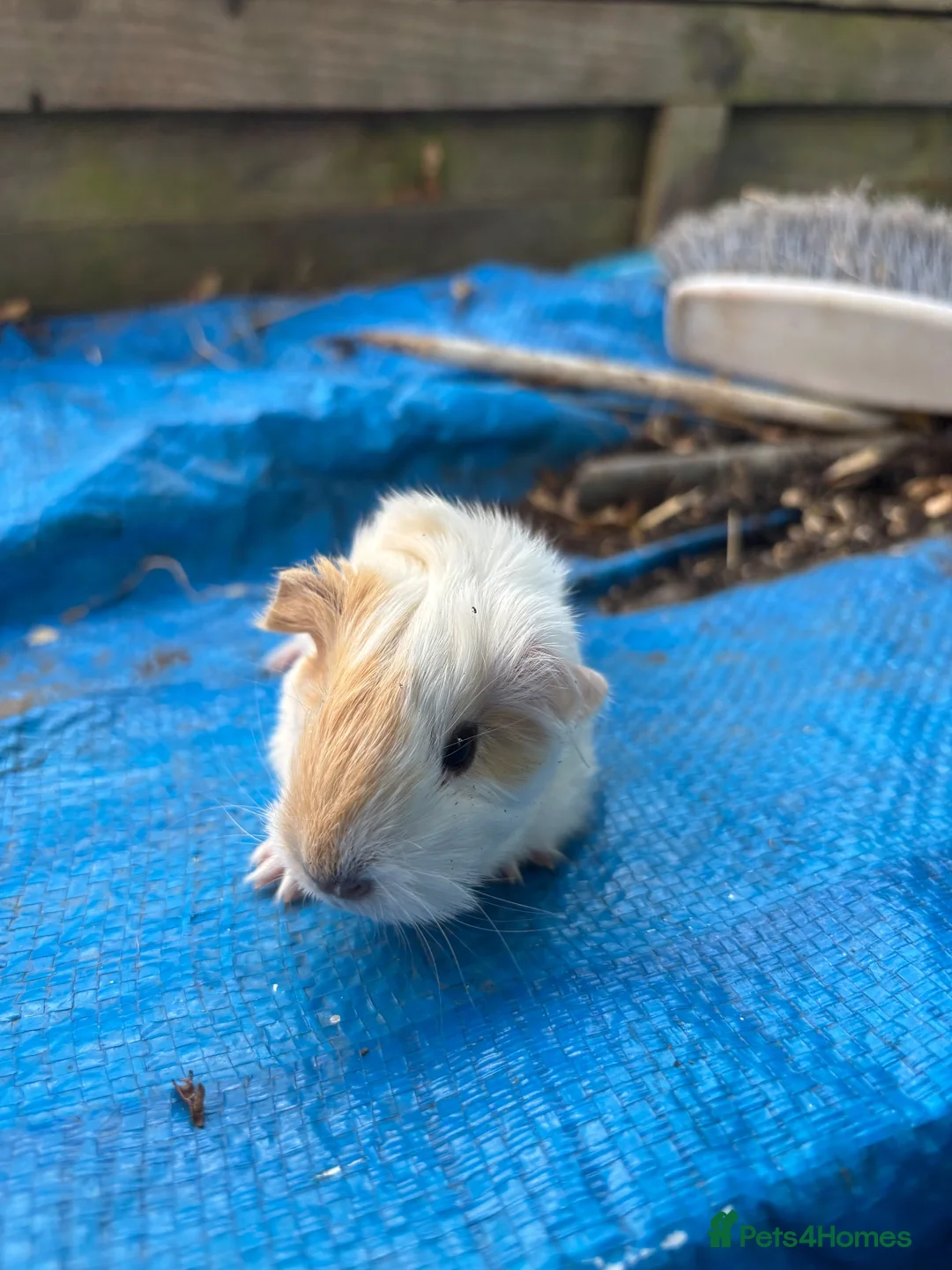 Guinea Pig rodents for sale: Long haired fluffy PeruvianSilkie guineapig babies - Advert 29