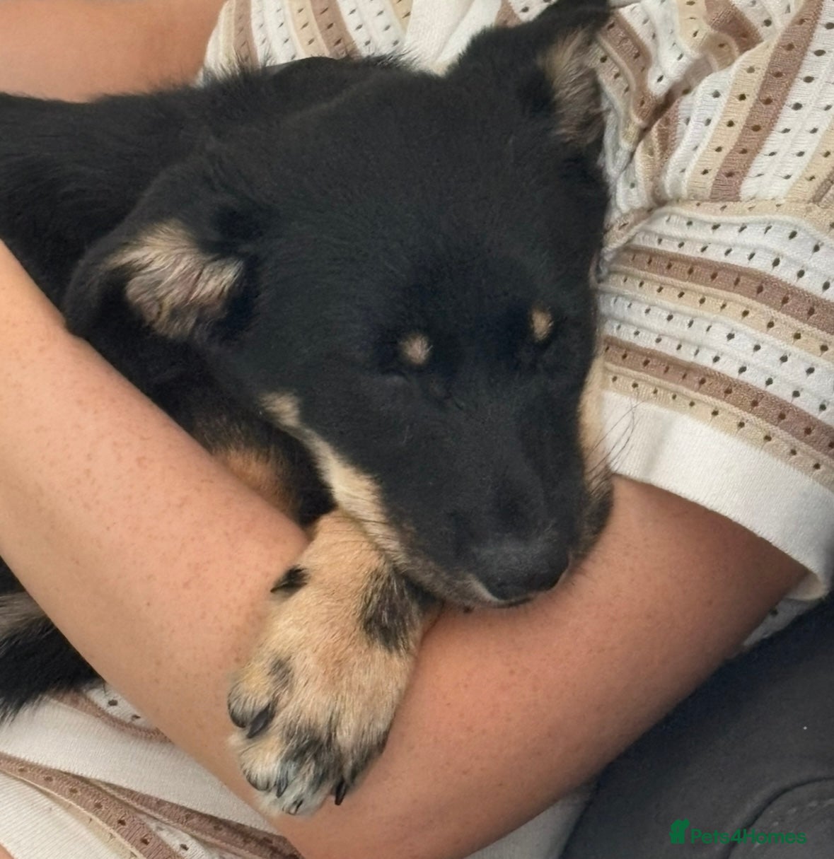 Mixed Breed dogs for sale: Bruno  in Abertillery - Advert 3