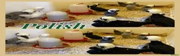 Chickens poultry for sale: Female bantams- Silkies, Polish, Pekins and Booted - Advert 3