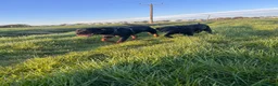 Labrador Retriever dogs for sale: Beautiful loving girl - Advert 2