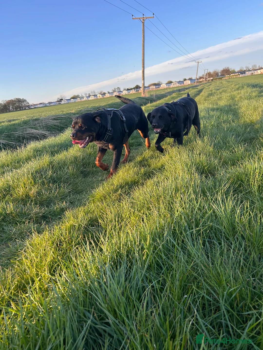 Labrador Retriever dogs for sale: Beautiful loving girl - Advert 2