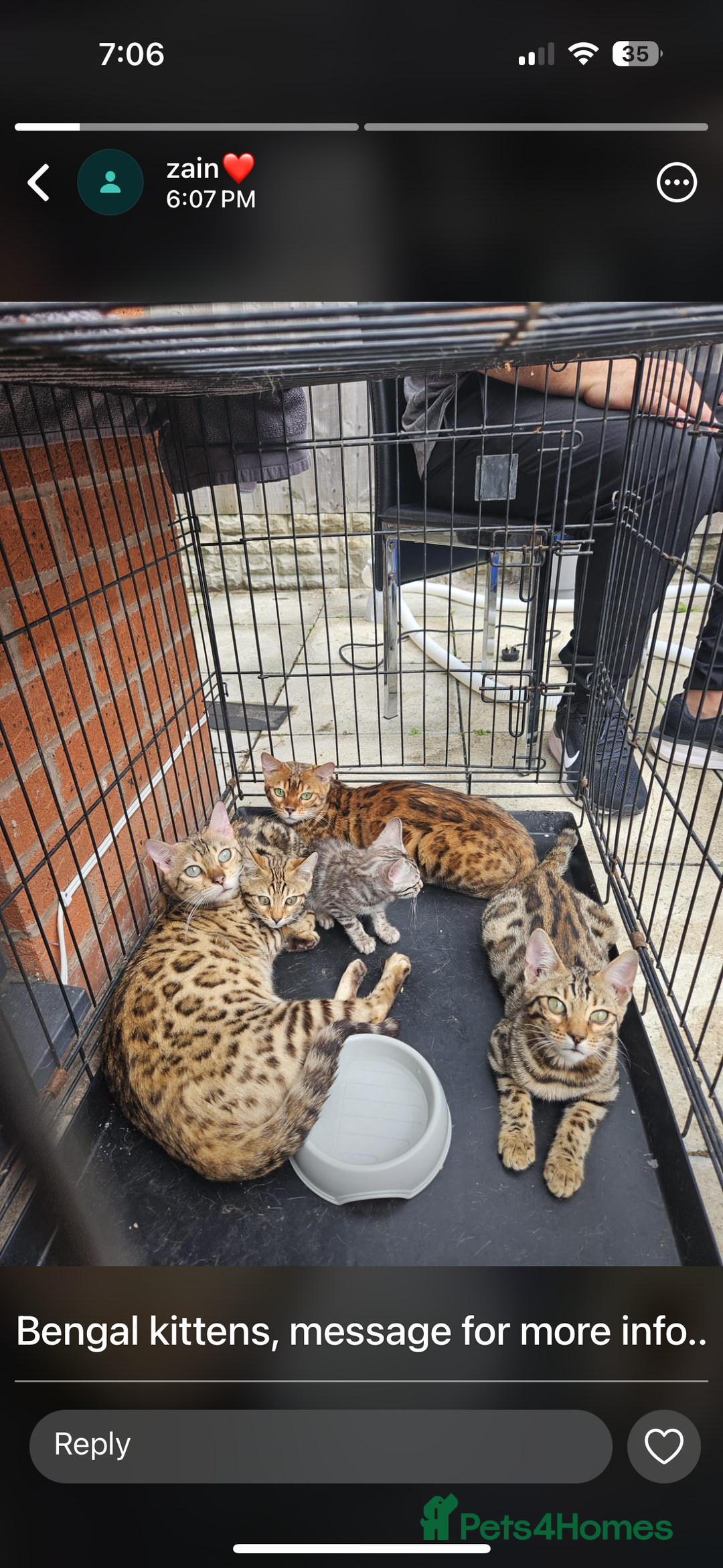 Bengal cats for sale: Male Bengal Kitten - Advert 2