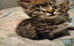 Mixed Breed cats for sale: 3 Beautiful Tabby fluffy Kittens - Image 10