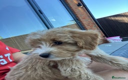 Cockapoo dogs for sale: Our baby cockapoos 🥰 - Image 13