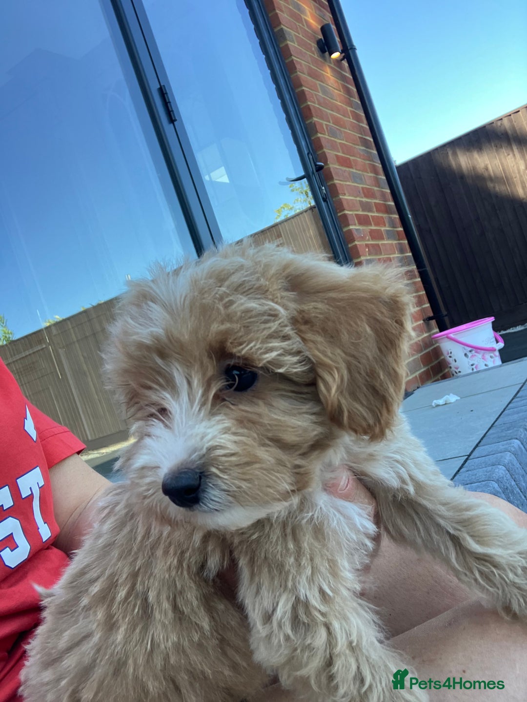 Cockapoo dogs for sale: Our baby cockapoos 🥰 - Image 13