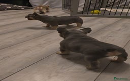 French Bulldog dogs for sale: Last 1 available,New shade Isabella French bulldog - Advert 4