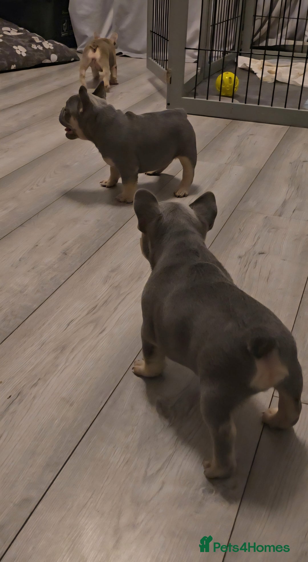 French Bulldog dogs for sale: Last 1 available,New shade Isabella French bulldog - Advert 4