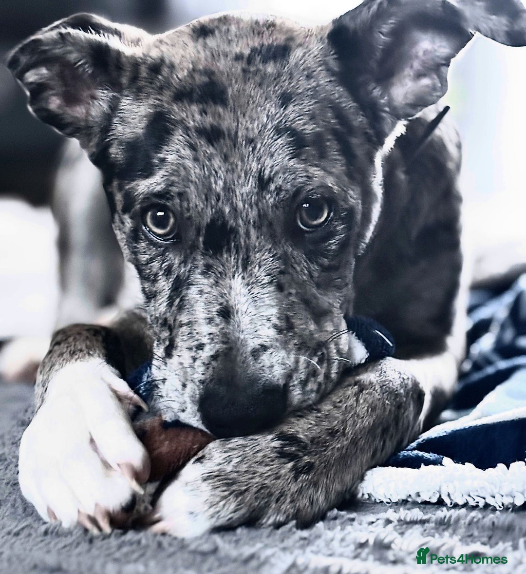 Mixed Breed dogs for sale: Whippet X border collie  - Advert 6