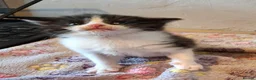 Mixed Breed cats for sale: 4 Black and White Kittens - Advert 2