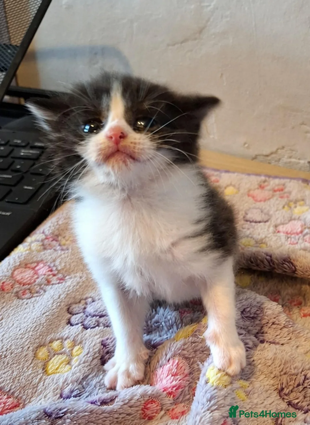 Mixed Breed cats for sale: 4 Black and White Kittens - Advert 2