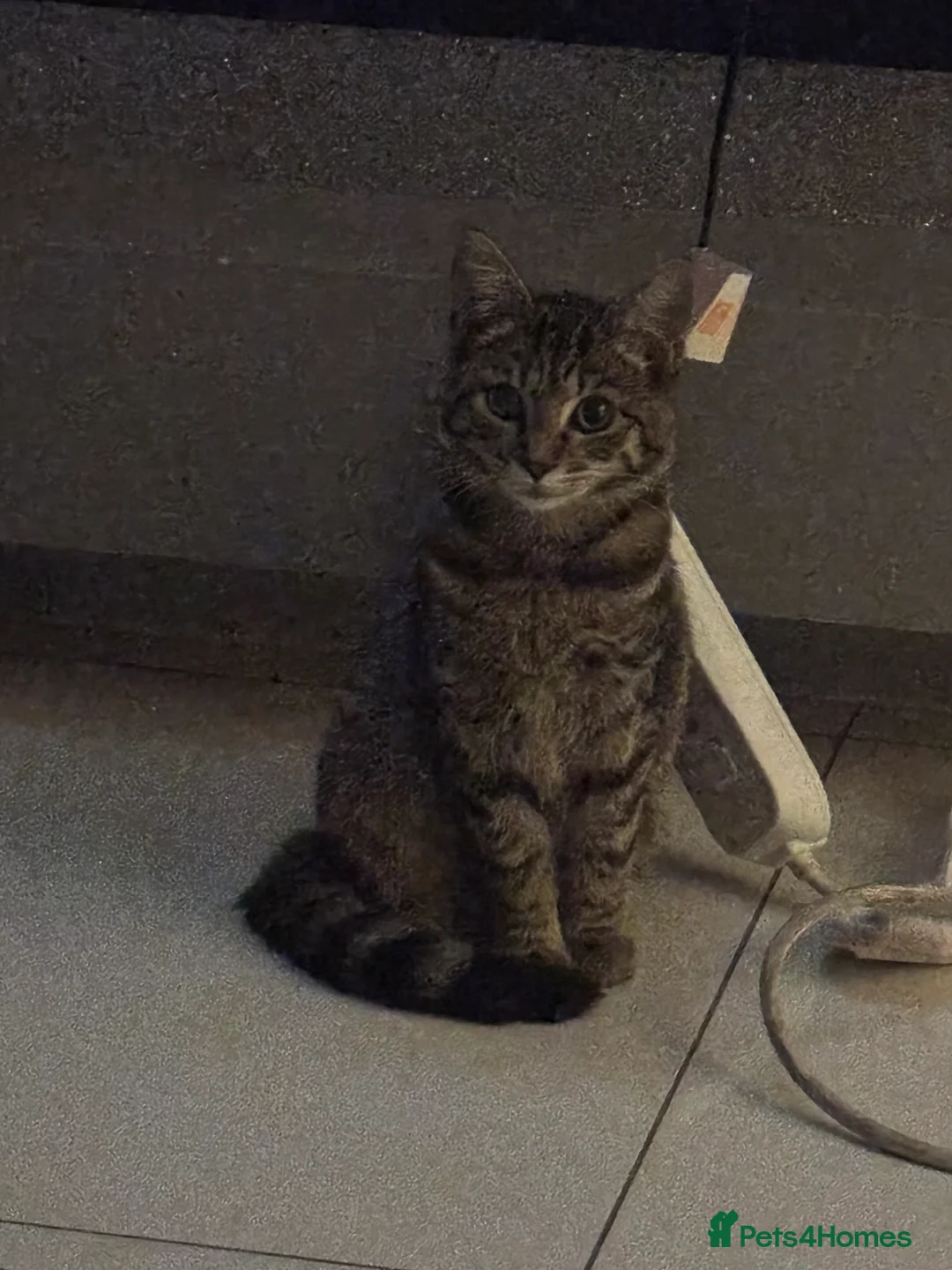 Mixed Breed cats for sale: Beautiful & Cuddly Tabby Kitten - Advert 2