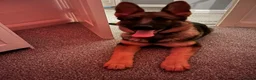 German Shepherd dogs for sale: German shepherd  - Advert 4