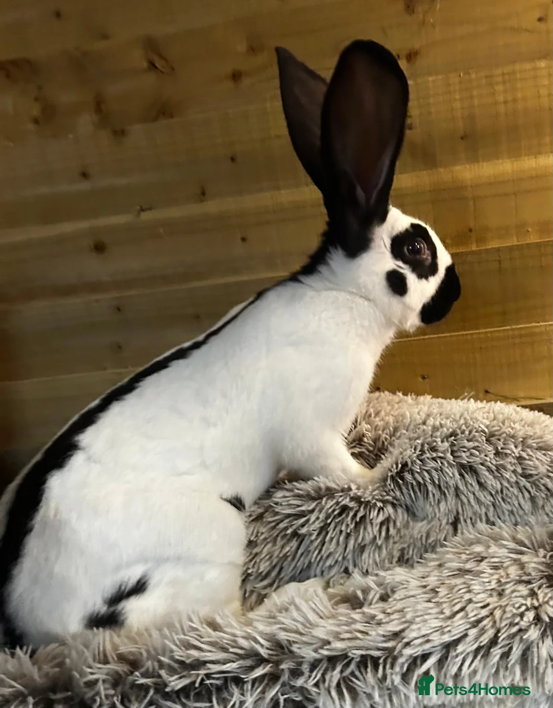 Continental Giant rabbits for sale: Giant Papillon Boy - Advert 2