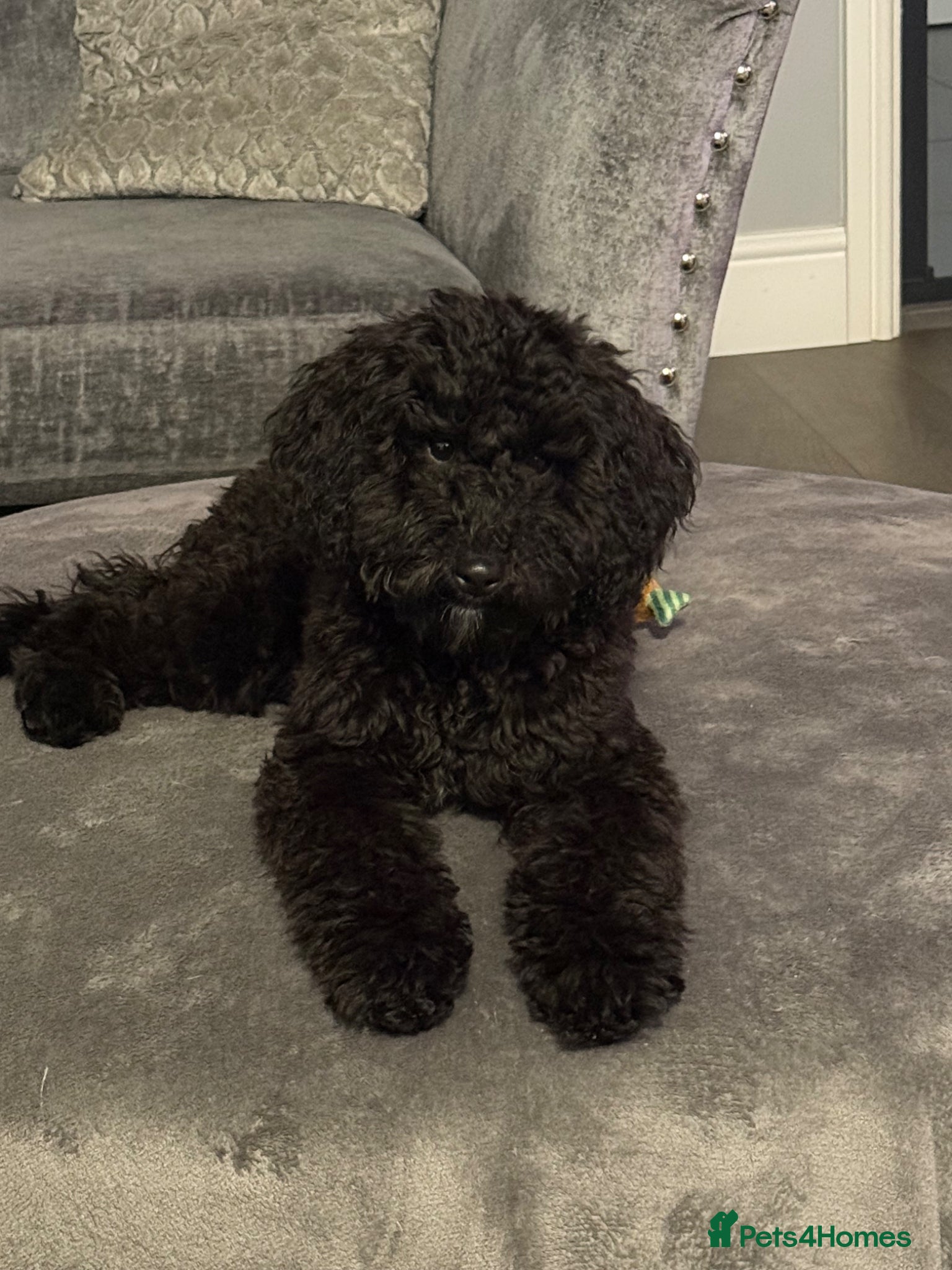 Cavapoo dogs Cavapoo  - Advert 1