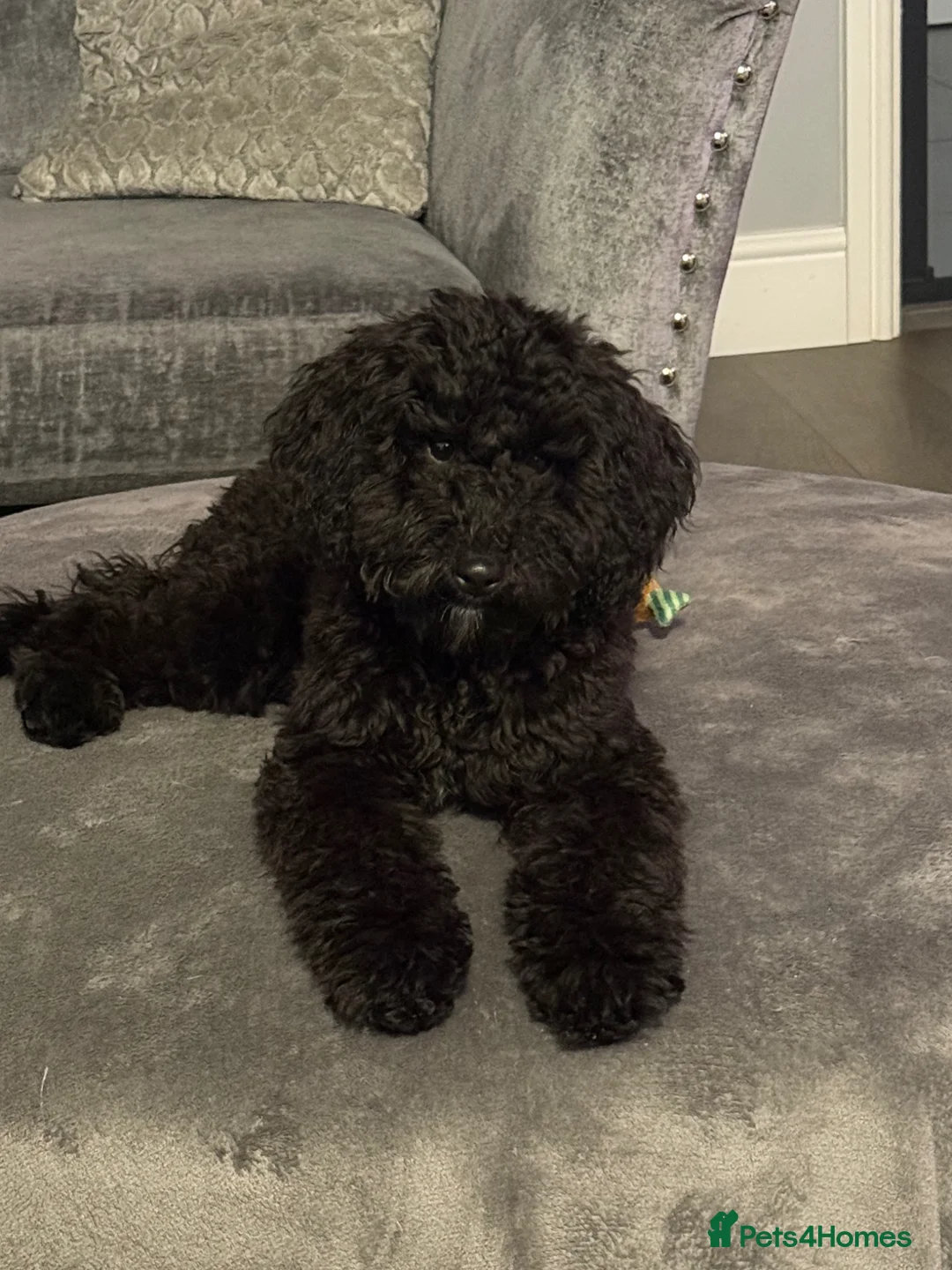 Cavapoo dogs for sale: Cavapoo  - Advert 1