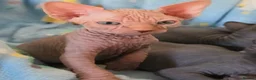 Sphynx cats for sale: ✨ Exceptional Sphynx Kittens Available ✨ - Advert 34