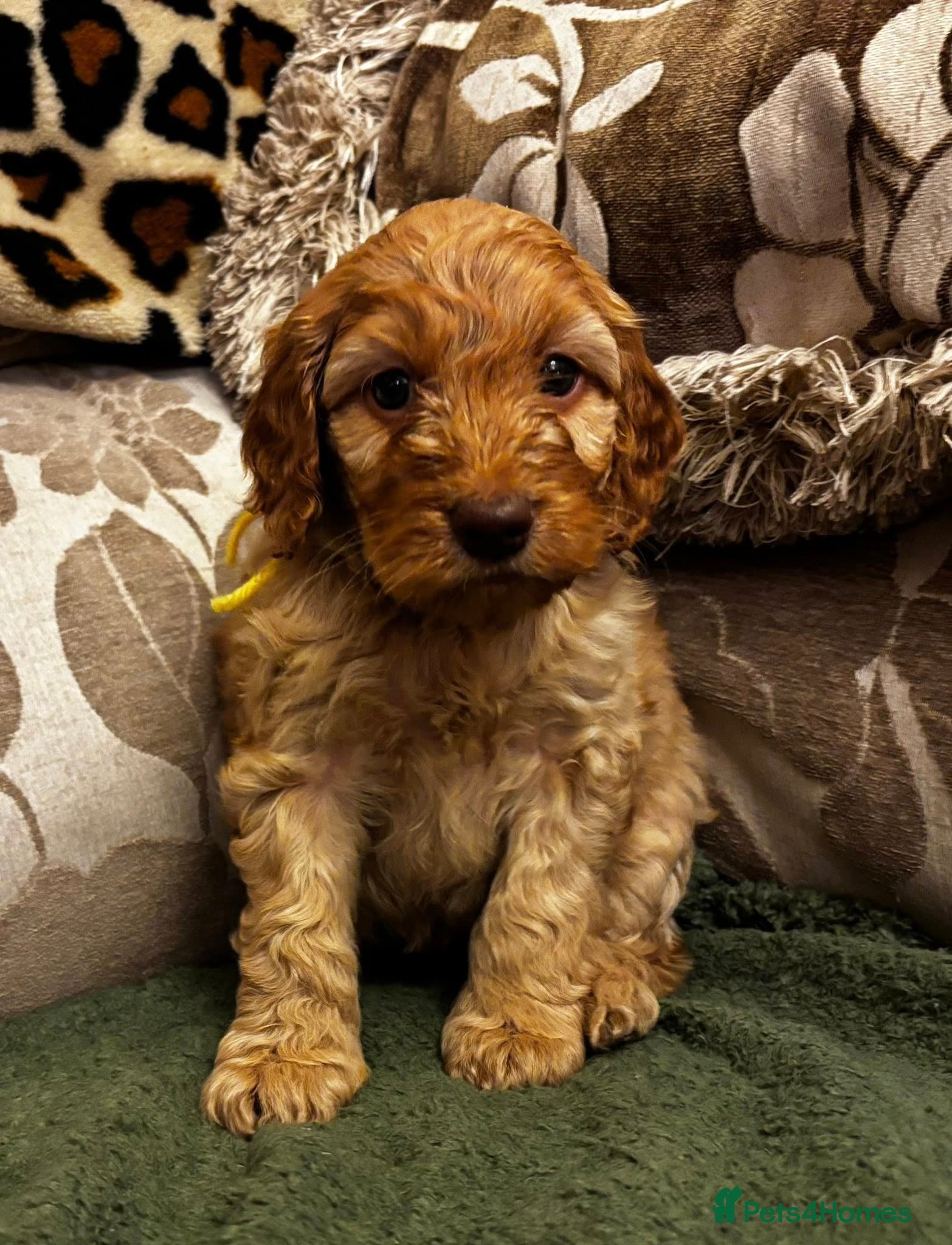 Cockapoo dogs F1 Golden Cockapoo 5 star fully health tested  - Advert 17