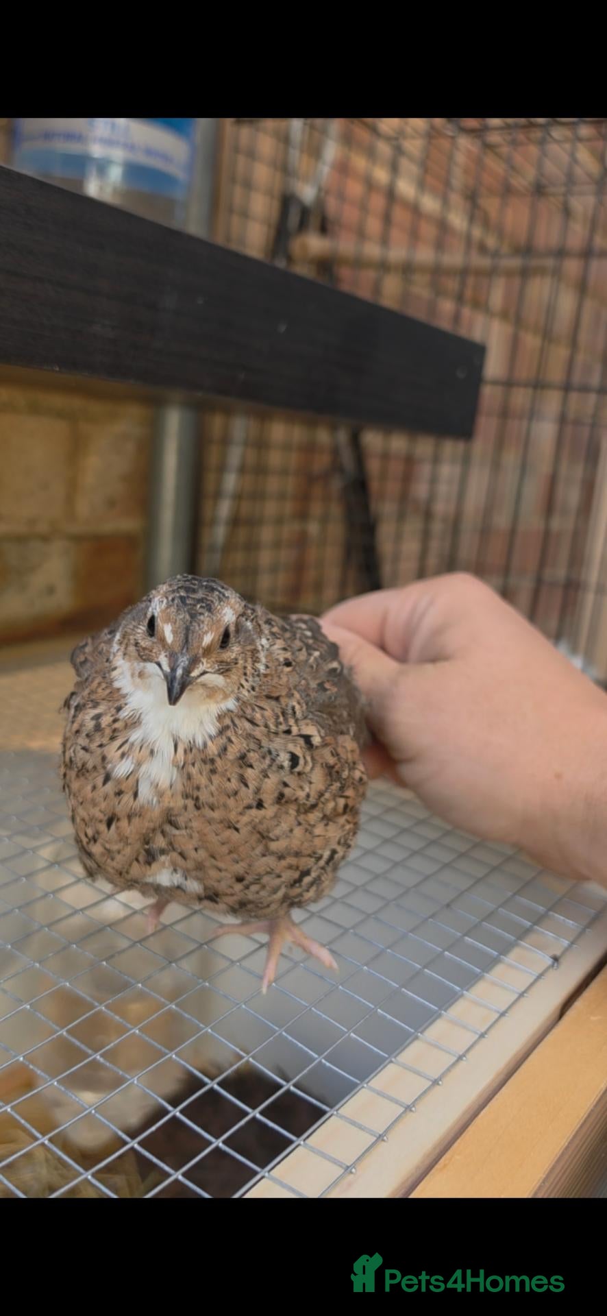 Quail poultry For free  - Advert 3