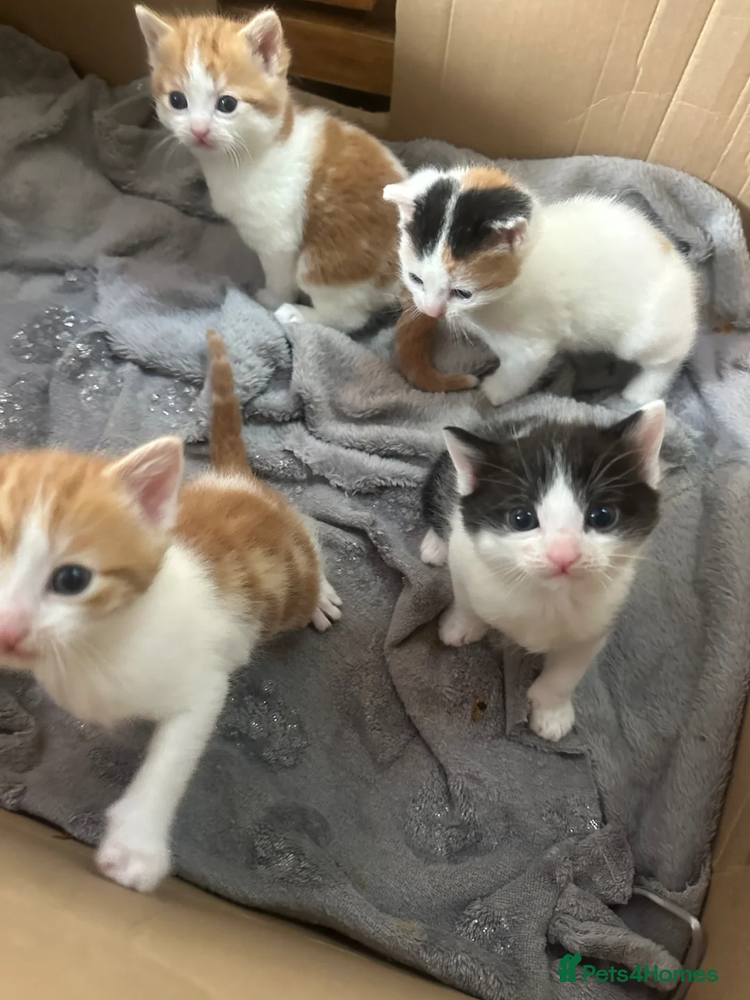 Turkish Angora cats for sale: Kittens for sale - Advert 5