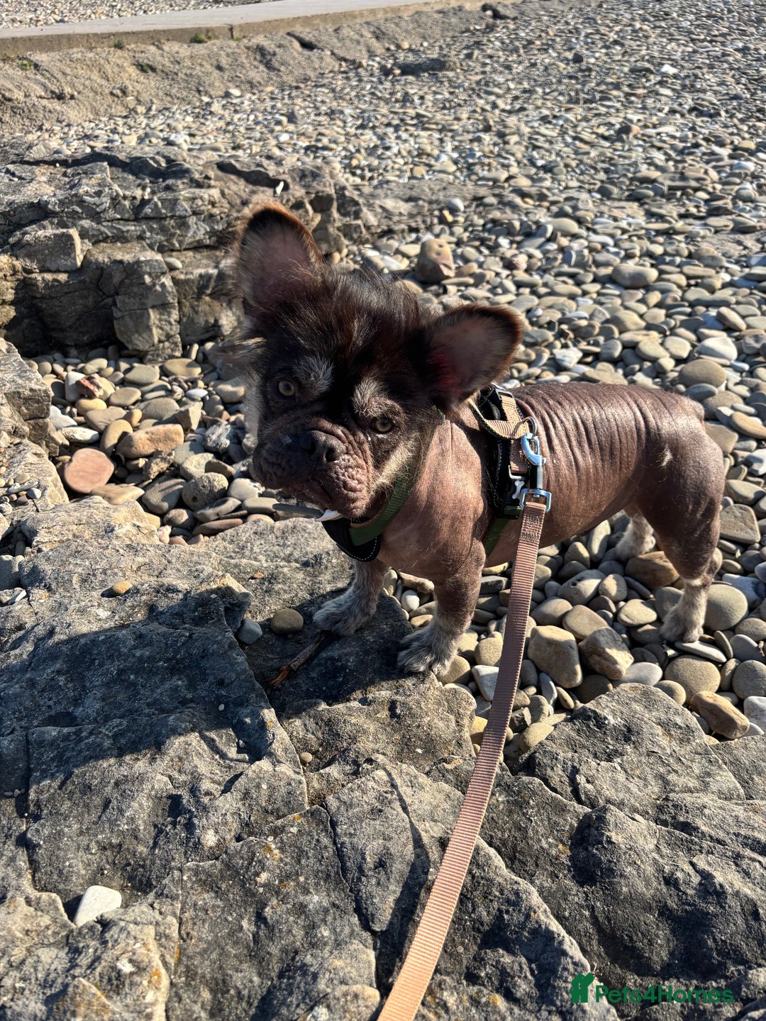 French Bulldog dogs for stud: Hairless french bulldog for STUD!!! - Image 4