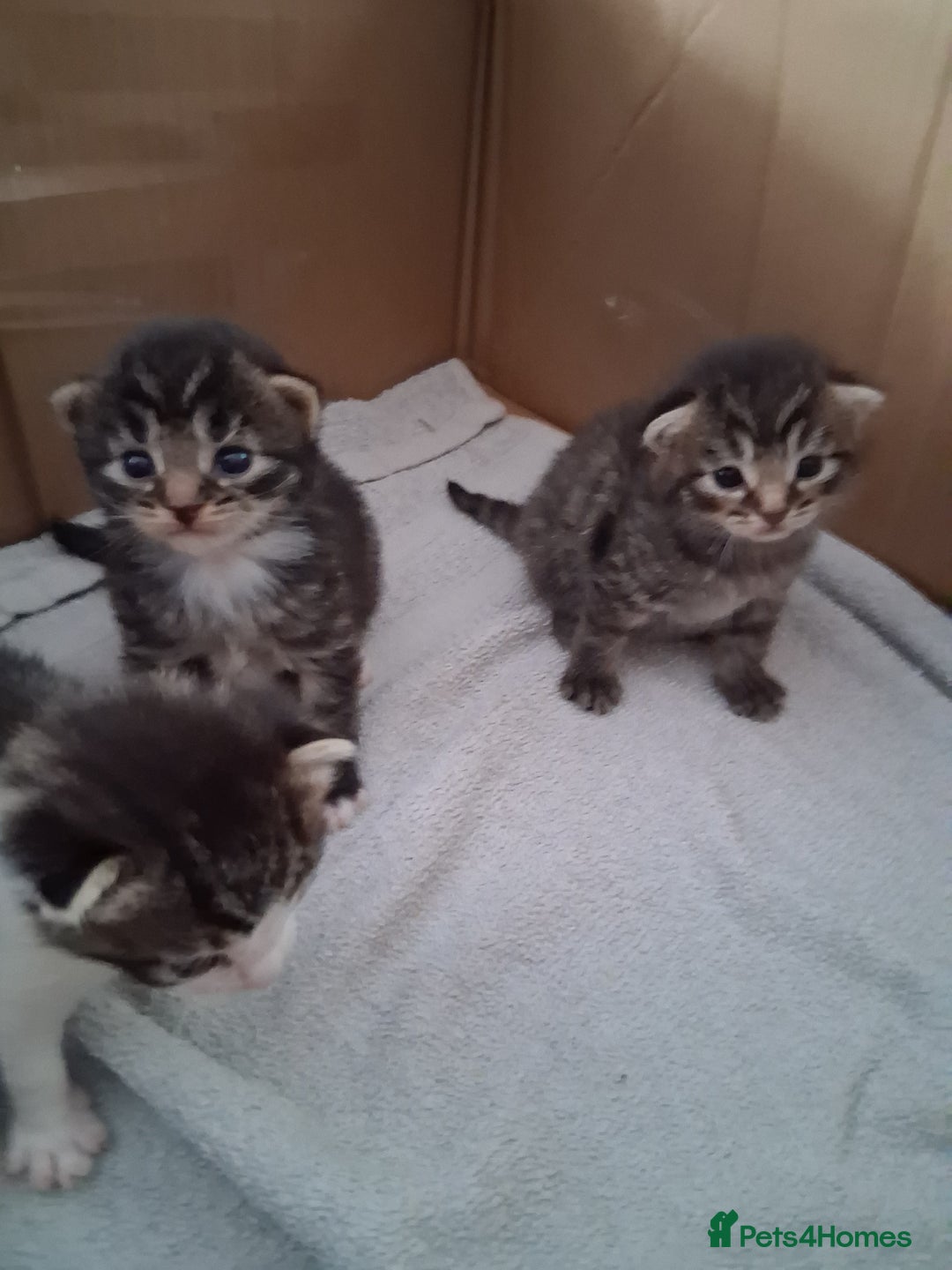 Mixed Breed cats for sale: 6 beautiful kittens - Image 5