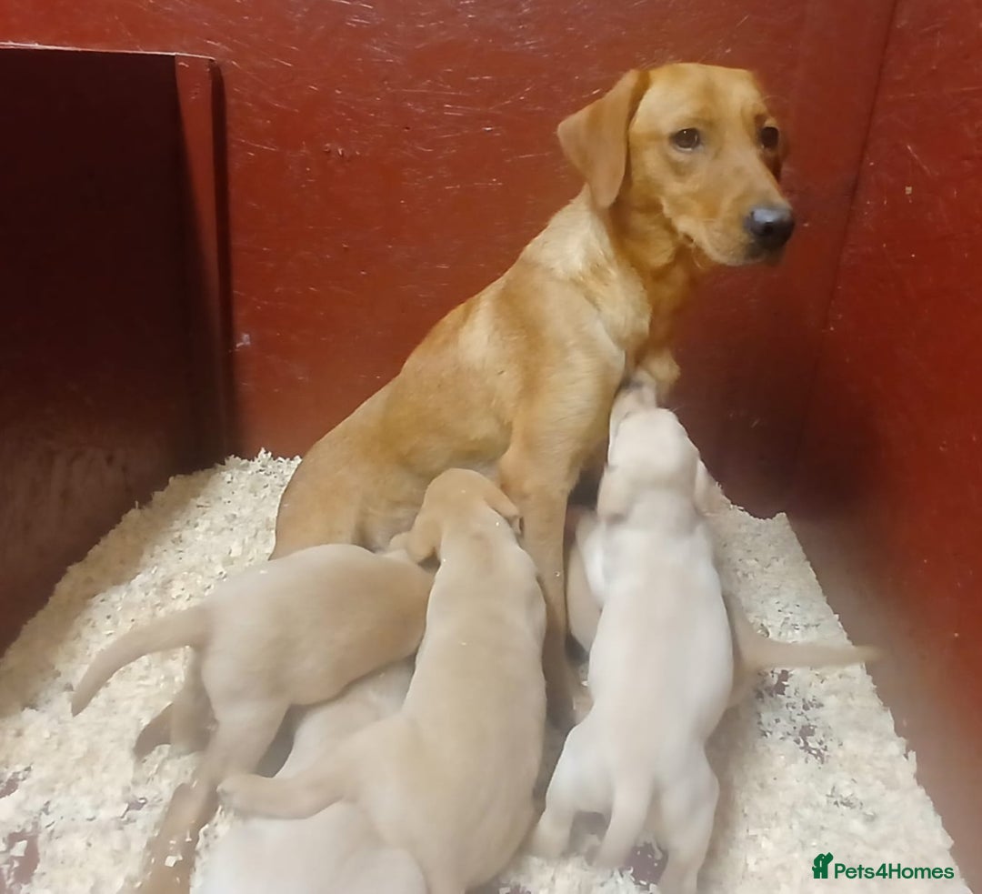 Labrador Retriever dogs for sale: Beautiful yellow/Red KC Labrador Puppies - Image 6