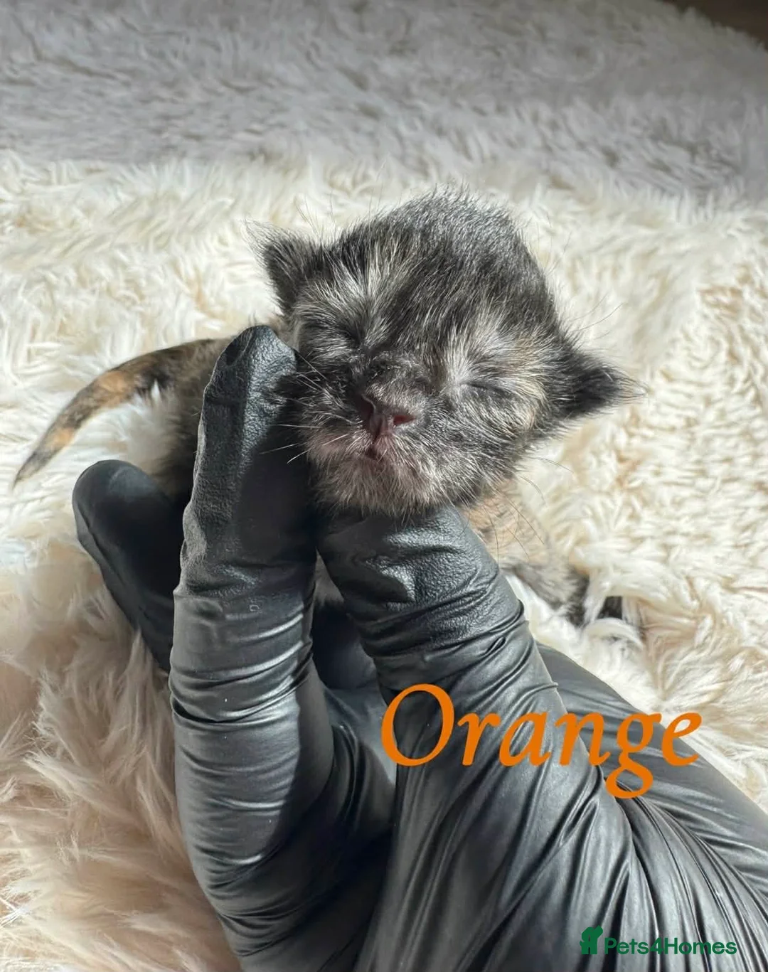 Maine Coon cats for sale: TICA Maine coon kittens - Advert 2