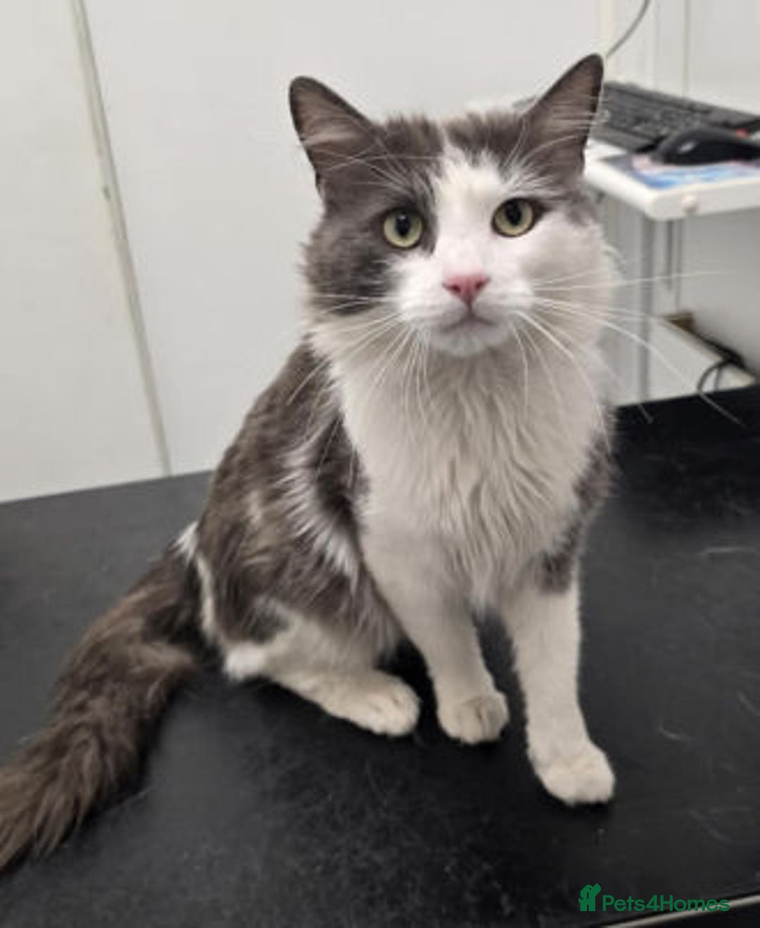 Mixed Breed cats for adoption: FORGE - Image 4
