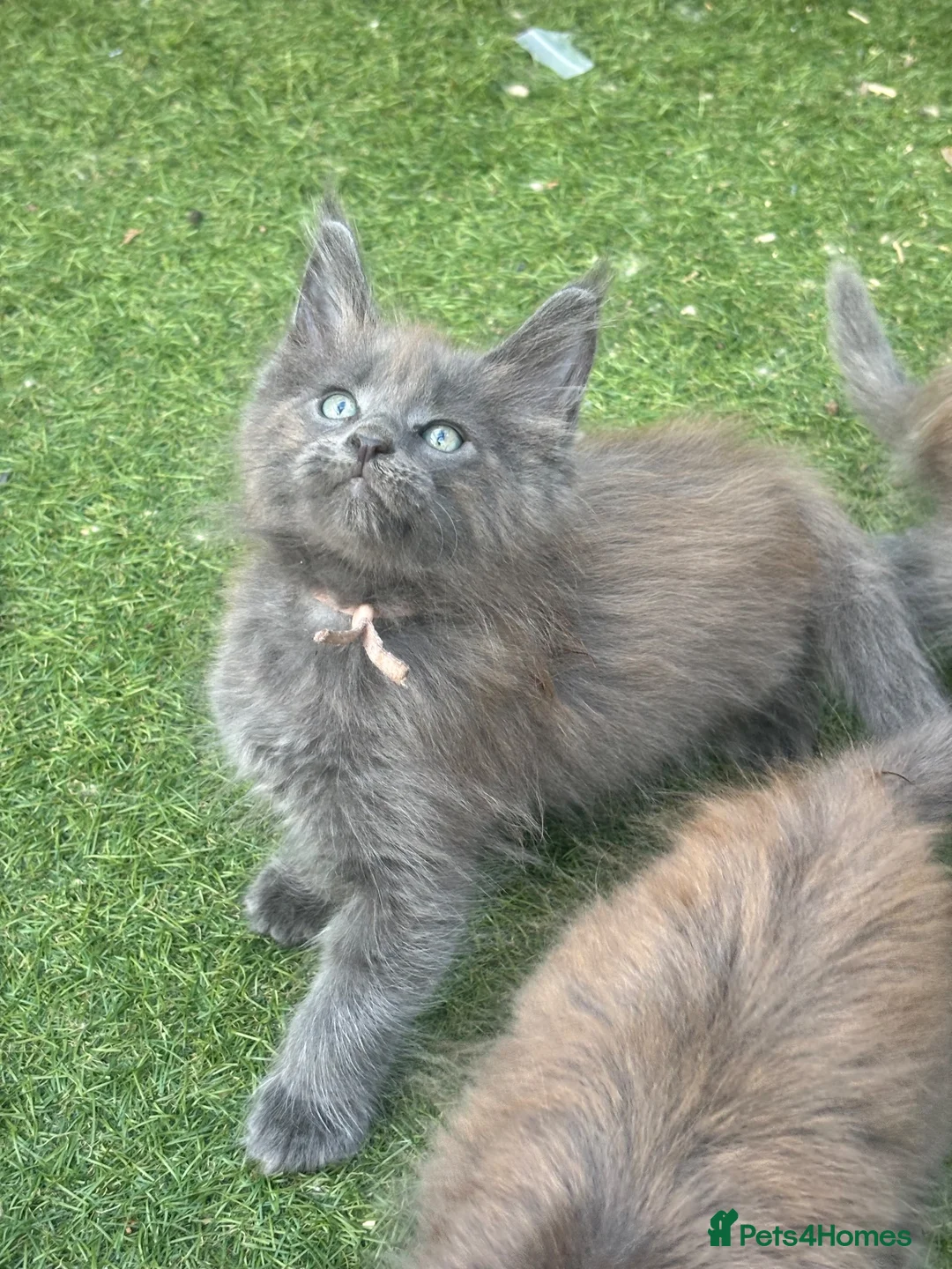 Maine Coon cats for sale: Stunning GCCF Registered Maine Coon Kittens  - Advert 1
