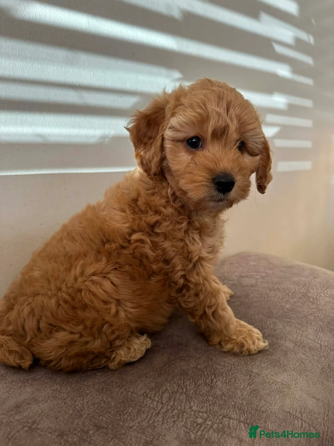 Cockapoo dogs for sale: Cokapoo f1b - Advert 5