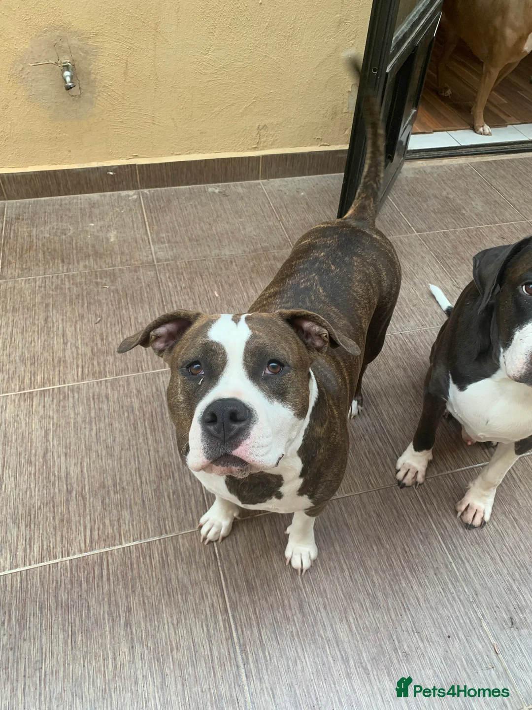 Mixed Breed dogs for sale: 4 year old Skye - Advert 4