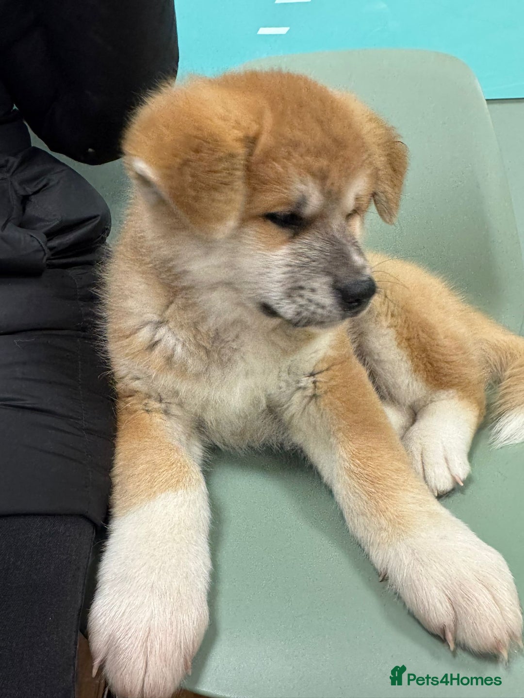 Akita dogs for sale: Akita puppy - Advert 13