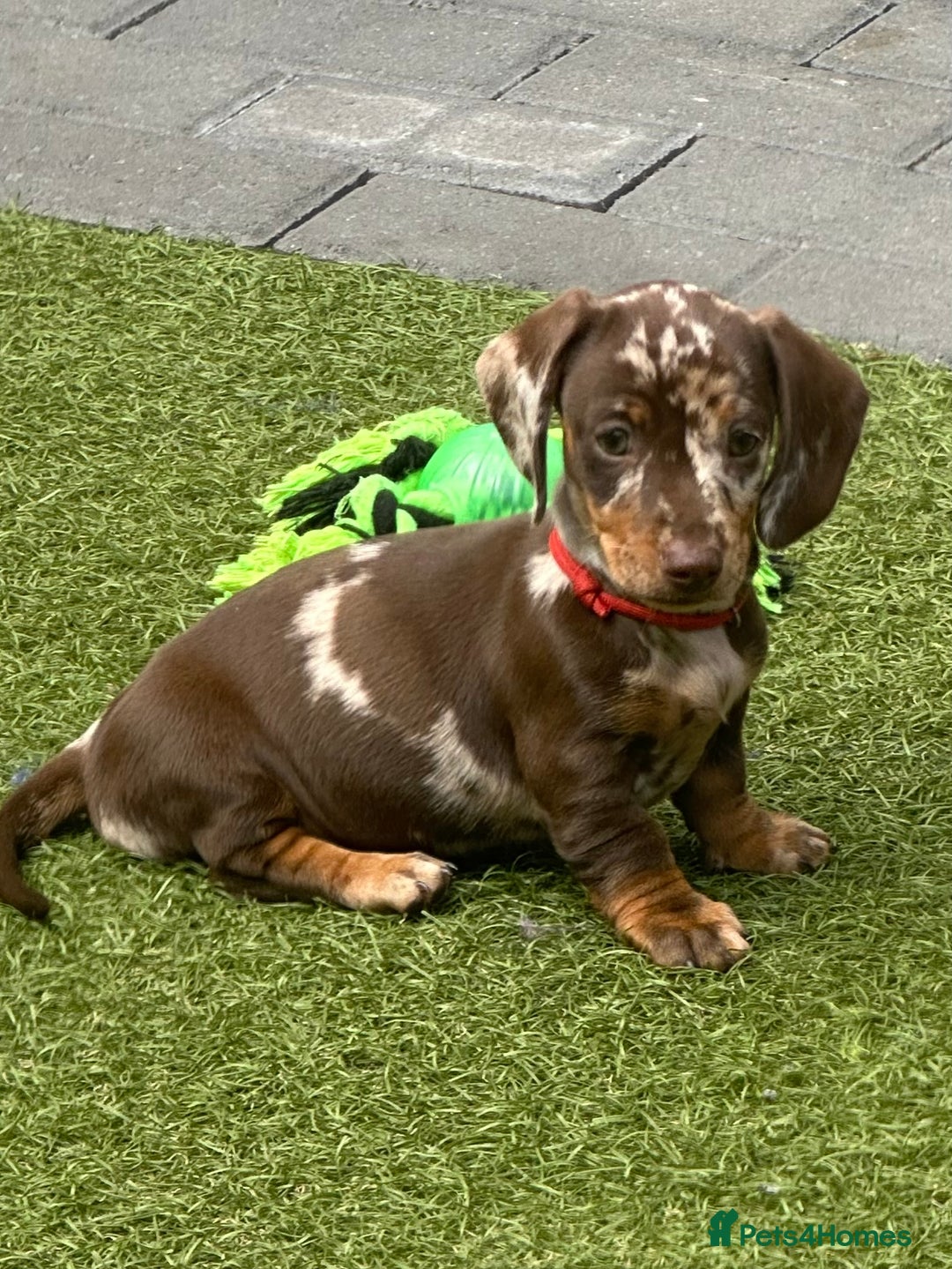 Miniature Dachshund dogs for sale: 🥰🐶 Miniature KC Dachshund puppies 🐶🥰 PRA Clear - Image 11