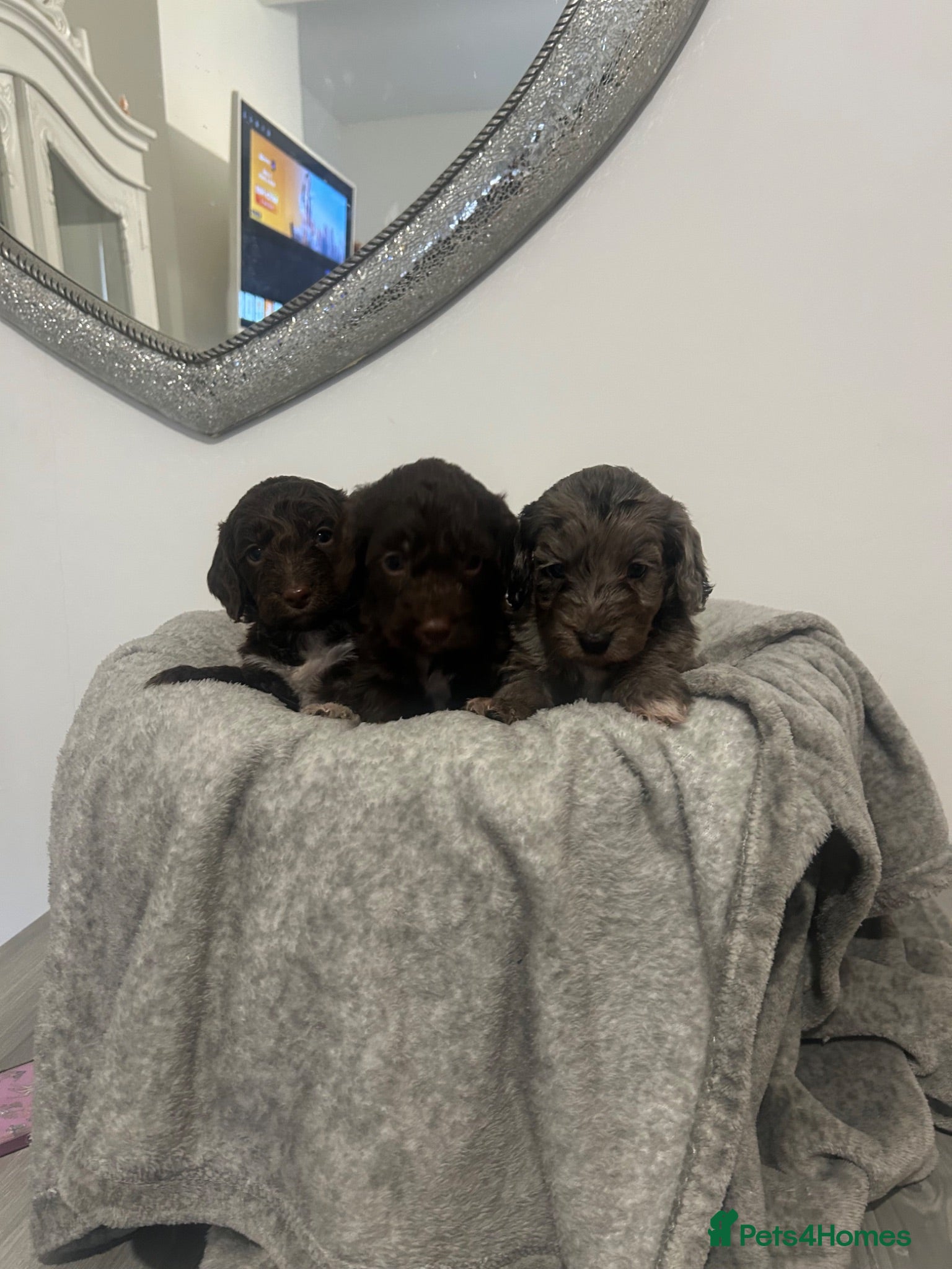 Cockapoo dogs F1 miniature cockerpoos  - Advert 2