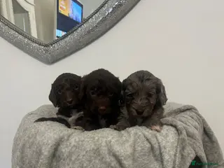 Cockapoo dogs F1 miniature cockerpoos - Advert 2