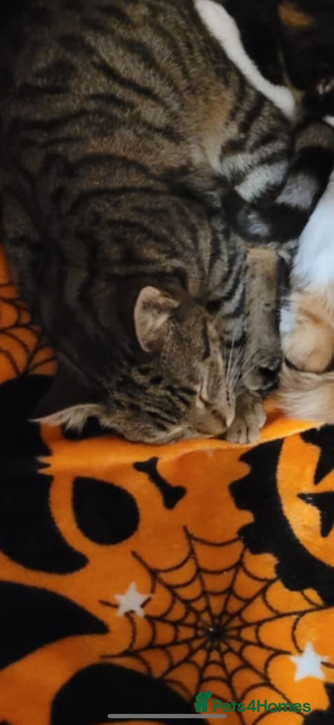 Domestic Shorthair cats for sale: Rescue cats- 60 in total, kittens/ adults🧡🙏 - Advert 13