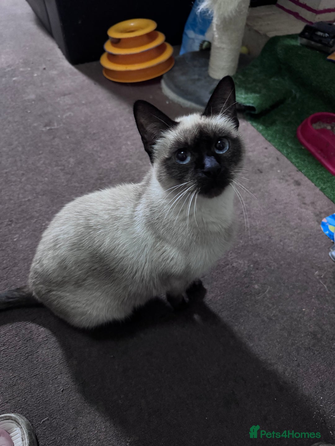 Siamese cats for sale: Siamese  - Advert 1