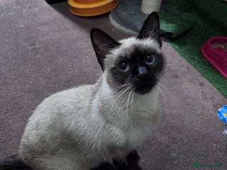 Siamese cats Siamese - Advert 3