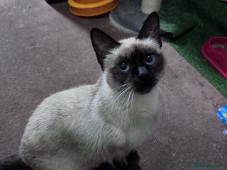 Siamese cats Siamese - Advert 2