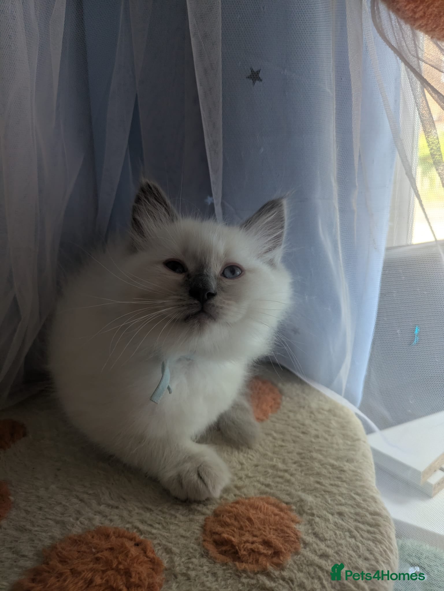 Ragdoll cats Magical dolls - Advert 2