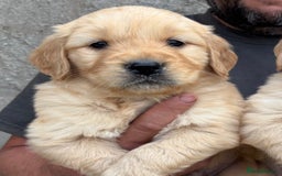 Golden Retriever dogs for sale: Stunning Golden Retriever puppies for sale.  - Image 5