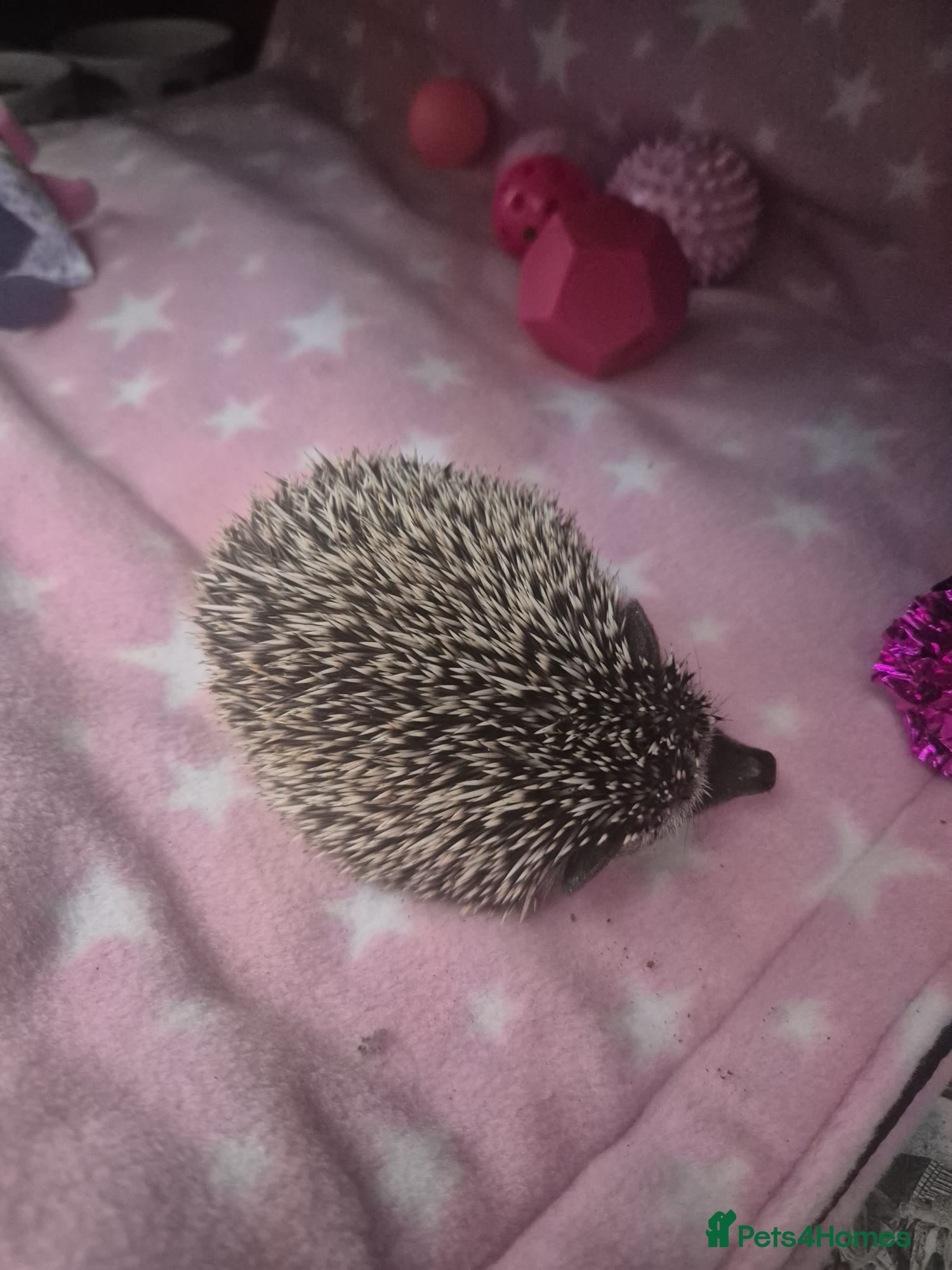 Pygmy Hedgehog rodents African pygmy hedgehog snowflake - Advert 2