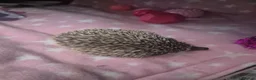 Pygmy Hedgehog rodents for sale: African pygmy hedgehog snowflake - Advert 1