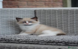 Ragdoll cats for sale: 🐈✨ Tica Registered Ragdoll Kittens in Tamworth - Image 26