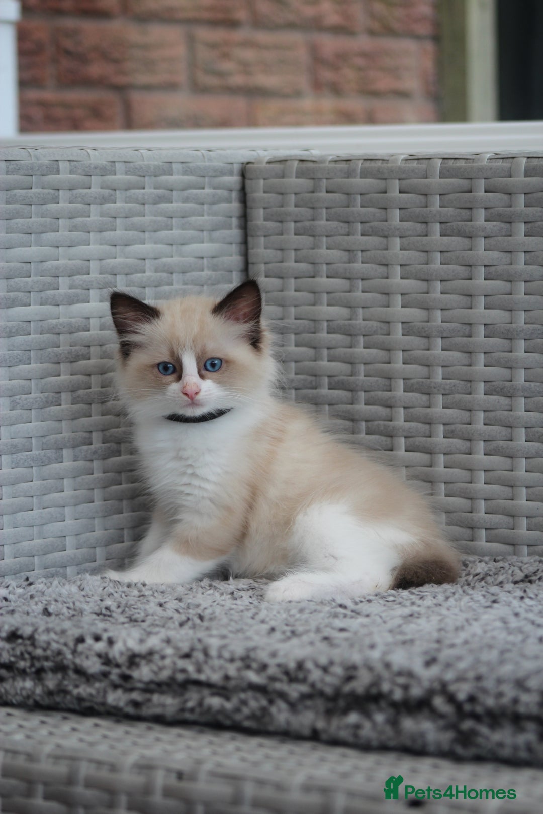 Ragdoll cats for sale: 🐈✨ Tica Registered Ragdoll Kittens in Tamworth - Image 26