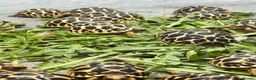 Tortoise reptiles for sale: CB26 Indian Star Tortoises for sale - Advert 5