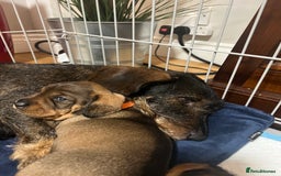 Dachshund dogs for sale: Wire haired Dachshund Teckel Puppies - Advert 6