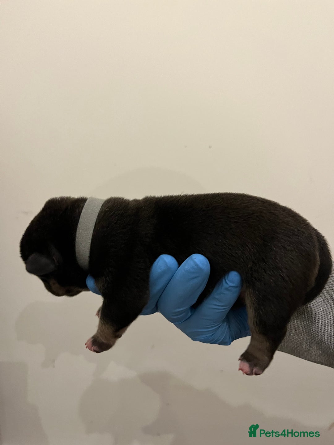 American Bully dogs for sale: BEAUTIFUL pocket bullies  - Advert 8