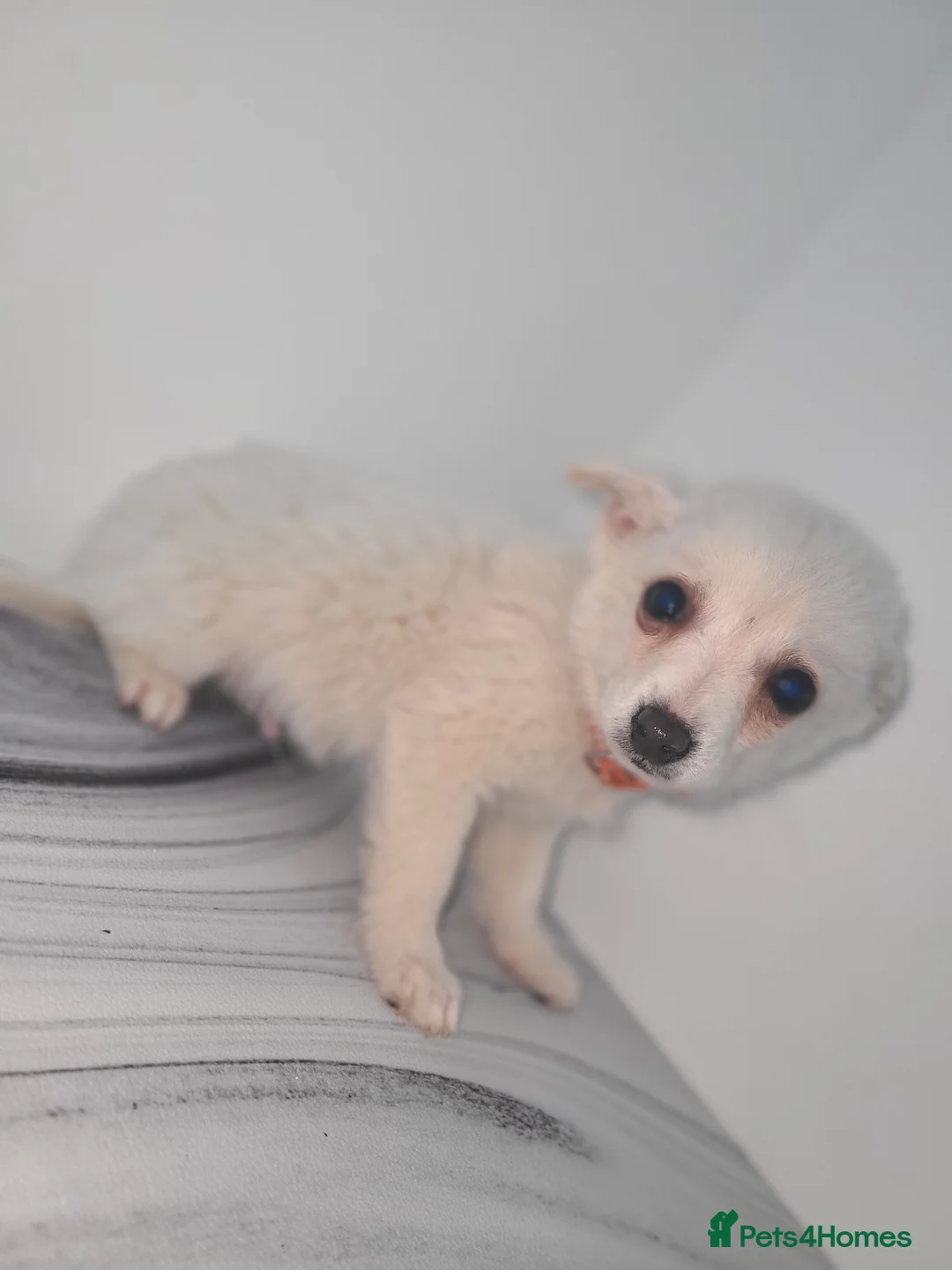 Mixed Breed dogs for sale: Dachshund x pomeranian puppies available  - Advert 2