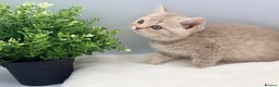 British Shorthair cats for sale: PEDIGREE REGISTERED CHUNKY BRITISH SHORTHAIRS  - Advert 14